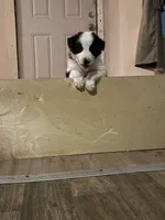 Black and White Border collie 3, a male Border Collie for sale in Houston, TX – 2 of 2