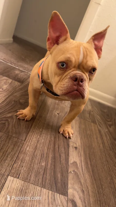 Pocket Bully – American Bully puppy for sale in Duncan, SC