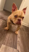Pocket Bully, a female American Bully for sale in Duncan, SC – 1 of 2