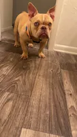 Pocket Bully, a female American Bully for sale in Duncan, SC – 2 of 2