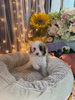 Lily , a female Poodle - Miniature  for sale in Sayreville, NJ – 3 of 3
