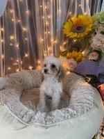 Lola, a female Poodle - Miniature  for sale in Sayreville, NJ – 2 of 3
