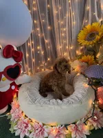 Charlie Brown , a male Poodle - Miniature  for sale in Sayreville, NJ – 4 of 5