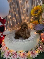 Charlie Brown , a male Poodle - Miniature  for sale in Sayreville, NJ – 5 of 5