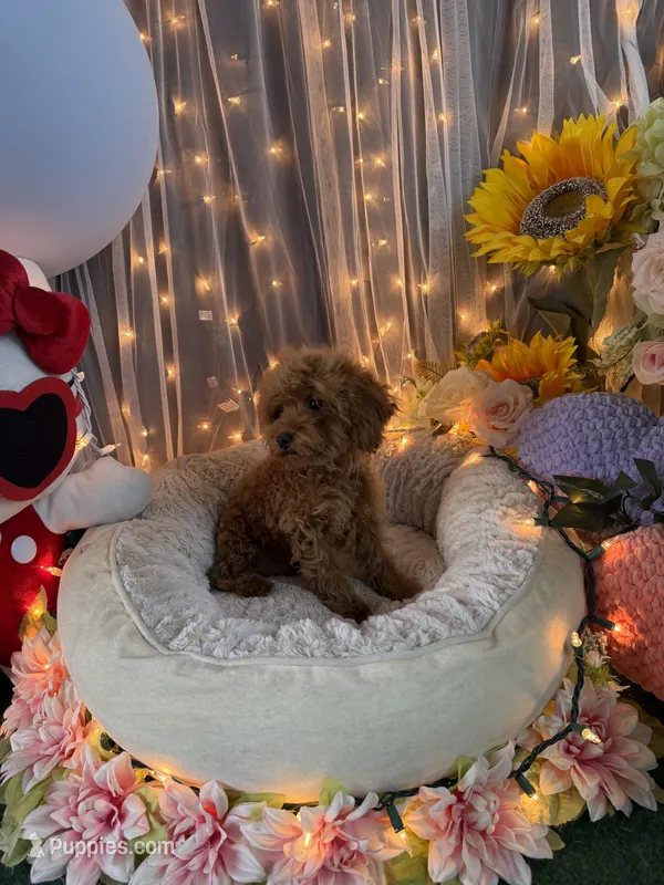 Charlie Brown  – Poodle - Miniature  puppy for sale in Sayreville, NJ