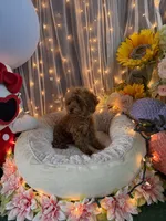 Charlie Brown , a male Poodle - Miniature  for sale in Sayreville, NJ – 1 of 5