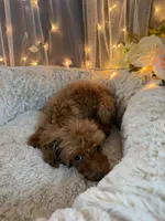 Brownie, a female Poodle - Miniature  for sale in Sayreville, NJ – 1 of 3