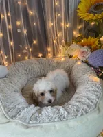 Lola, a female Poodle - Miniature  for sale in Sayreville, NJ – 3 of 3