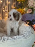 Lily , a female Poodle - Miniature  for sale in Sayreville, NJ – 2 of 3