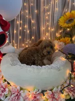 Charlie Brown , a male Poodle - Miniature  for sale in Sayreville, NJ – 2 of 5