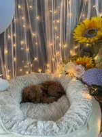 Brownie, a female Poodle - Miniature  for sale in Sayreville, NJ – 3 of 3