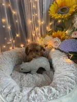Brownie, a female Poodle - Miniature  for sale in Sayreville, NJ – 2 of 3