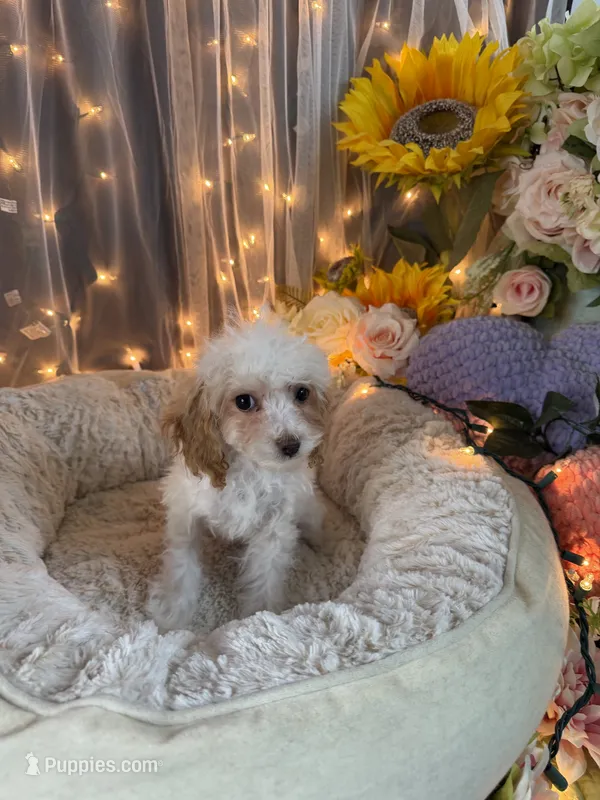 Lola – Poodle - Miniature  puppy for sale in Sayreville, NJ