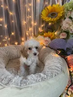 Lola, a female Poodle - Miniature  for sale in Sayreville, NJ – 1 of 3