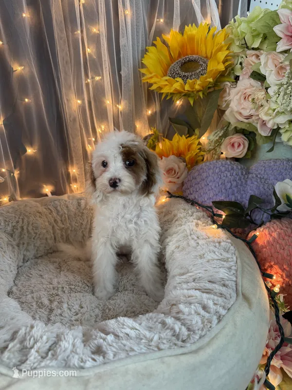 Lily  – Poodle - Miniature  puppy for sale in Sayreville, NJ
