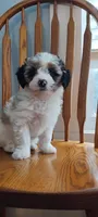 Hazel, a female Bichon Frise and Poodle - Miniature  for sale in Wilmington, OH – Photo 2 of 4