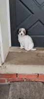 Hazel, a female Bichon Frise and Poodle - Miniature  for sale in Wilmington, OH – Photo 3 of 4