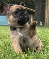 Larry, a male French Bulldog for sale in Tyler, TX – 2 of 2