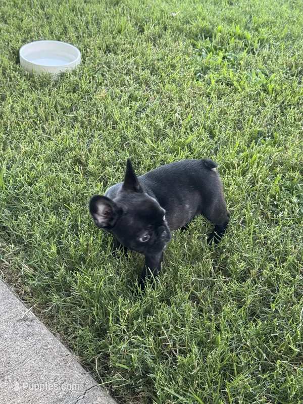 You pick – French Bulldog puppy for sale in Tyler, TX