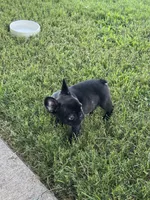 You pick, a male French Bulldog for sale in Tyler, TX – 1 of 1