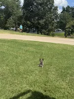 You pick , a female French Bulldog for sale in Tyler, TX – 3 of 4