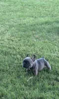 You pick , a female French Bulldog for sale in Tyler, TX – 4 of 4