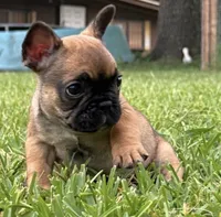 Larry, a male French Bulldog for sale in Tyler, TX – 1 of 2