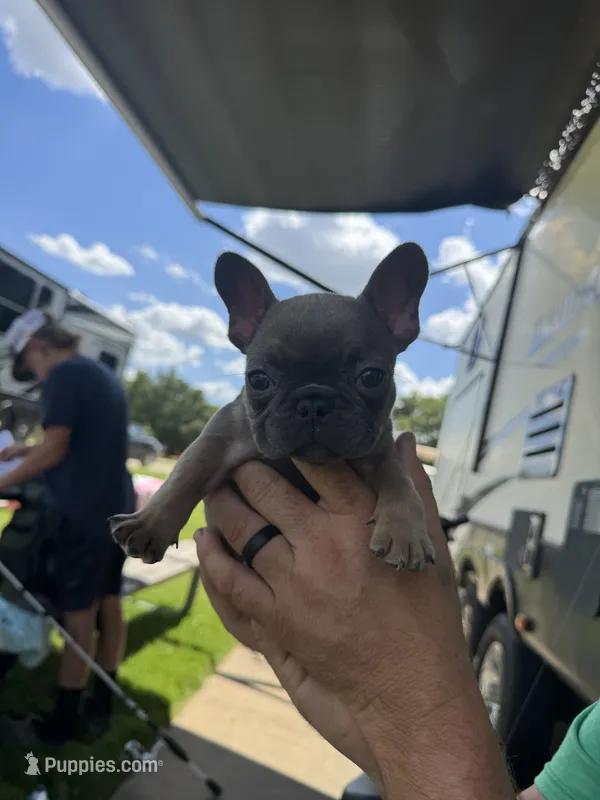 You pick  – French Bulldog puppy for sale in Tyler, TX