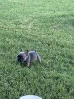 You pick , a female French Bulldog for sale in Tyler, TX – 2 of 4