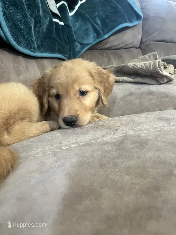 Liberty  – Golden Retriever puppy for sale in Levittown, PA