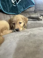 Liberty , a female Golden Retriever for sale in Levittown, PA – 1 of 1