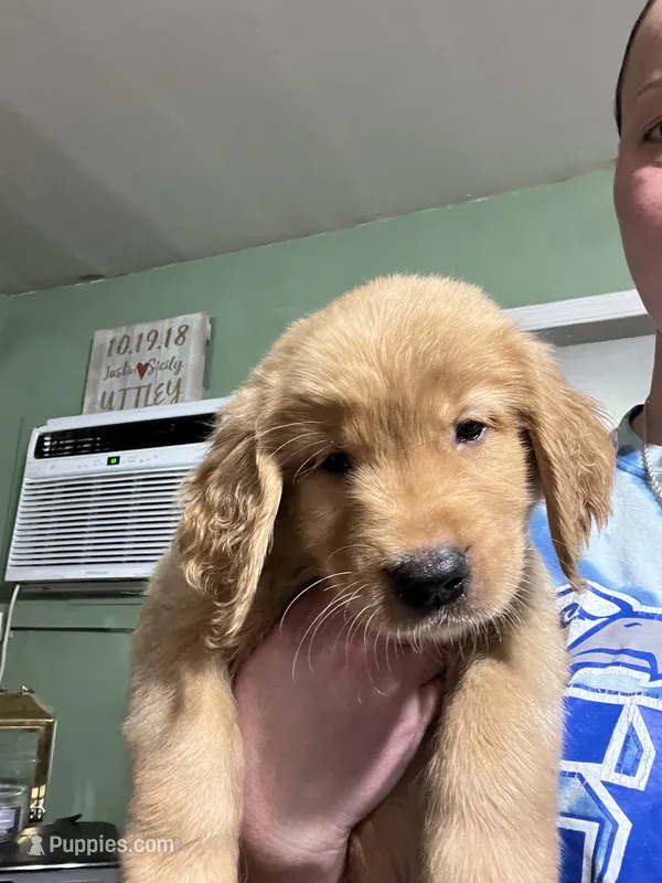 Frankie  – Golden Retriever puppy for sale in Levittown, PA
