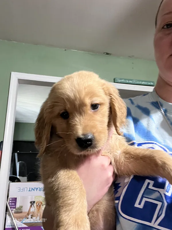 Maddison  – Golden Retriever puppy for sale in Levittown, PA