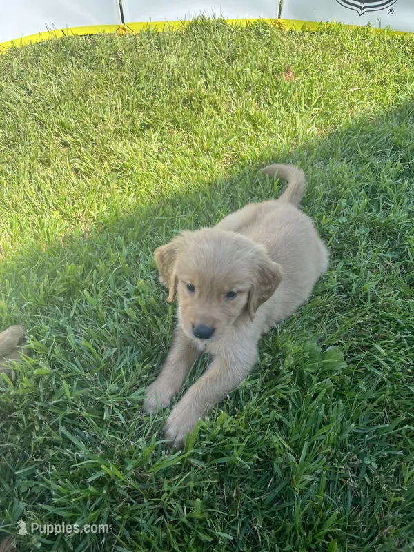 Besty  – Golden Retriever puppy for sale in Levittown, PA