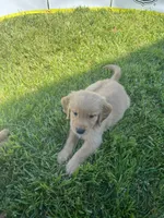 Besty , a female Golden Retriever for sale in Levittown, PA – 1 of 1