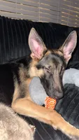 Ranger , a male German Shepherd Dog for sale in Newnan, GA – 5 of 9