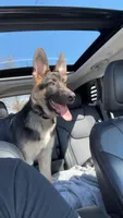 Ranger , a male German Shepherd Dog for sale in Newnan, GA – 7 of 9