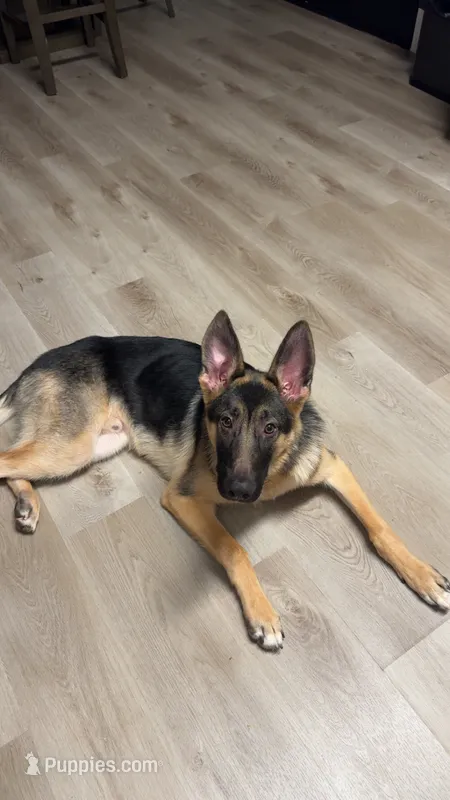 Ranger  – German Shepherd Dog puppy for sale in Newnan, GA
