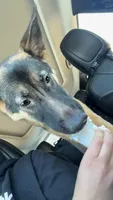 Ranger , a male German Shepherd Dog for sale in Newnan, GA – 3 of 9