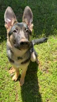 Ranger , a male German Shepherd Dog for sale in Newnan, GA – 6 of 9