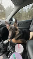 Ranger , a male German Shepherd Dog for sale in Newnan, GA – 8 of 9