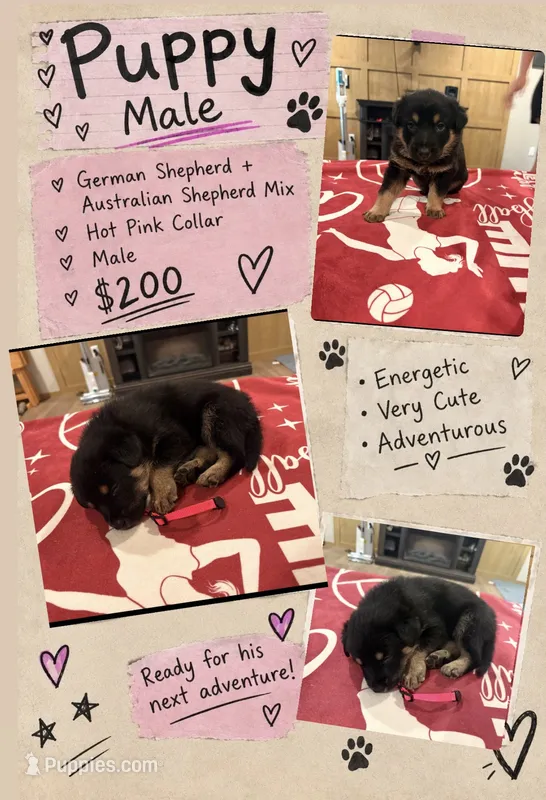 Hot Pink Collar Dog  – Australian Shepherd, German Shepherd Dog puppy for sale in Vine Grove, KY
