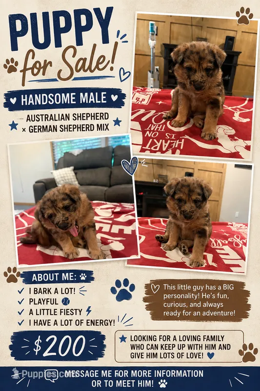 Don’t have one  – Australian Shepherd, German Shepherd Dog puppy for sale in Vine Grove, KY