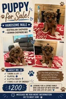 Don’t have one , a male Australian Shepherd and German Shepherd Dog for sale in Vine Grove, KY – 1 of 1