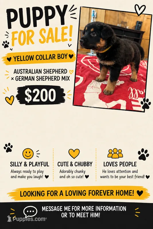 Yellow Collar Pup – Australian Shepherd, German Shepherd Dog puppy for sale in Vine Grove, KY