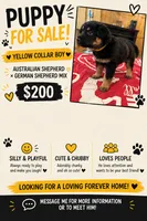 Yellow Collar Pup, a male Australian Shepherd and German Shepherd Dog for sale in Vine Grove, KY – 1 of 1
