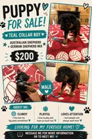 Teal Collar, a male Australian Shepherd and German Shepherd Dog for sale in Vine Grove, KY – 1 of 1