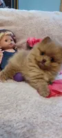 Katie, a female Pomeranian for sale in Van Buren, AR – 3 of 6