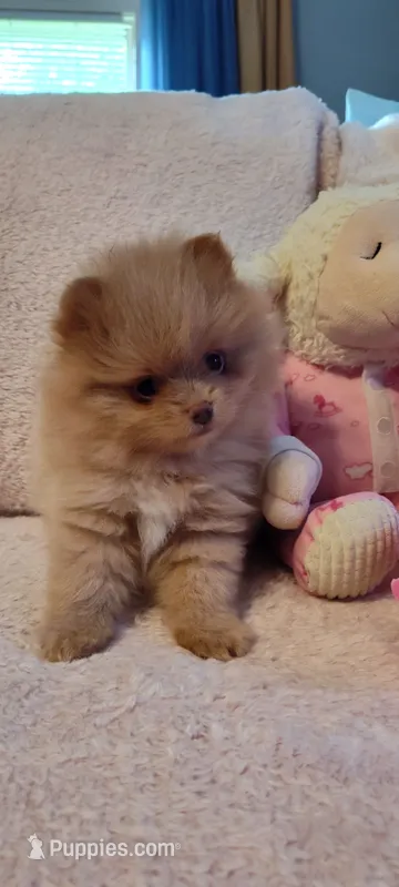 Katie – Pomeranian puppy for sale in Van Buren, AR