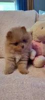 Katie, a female Pomeranian for sale in Van Buren, AR – 1 of 6